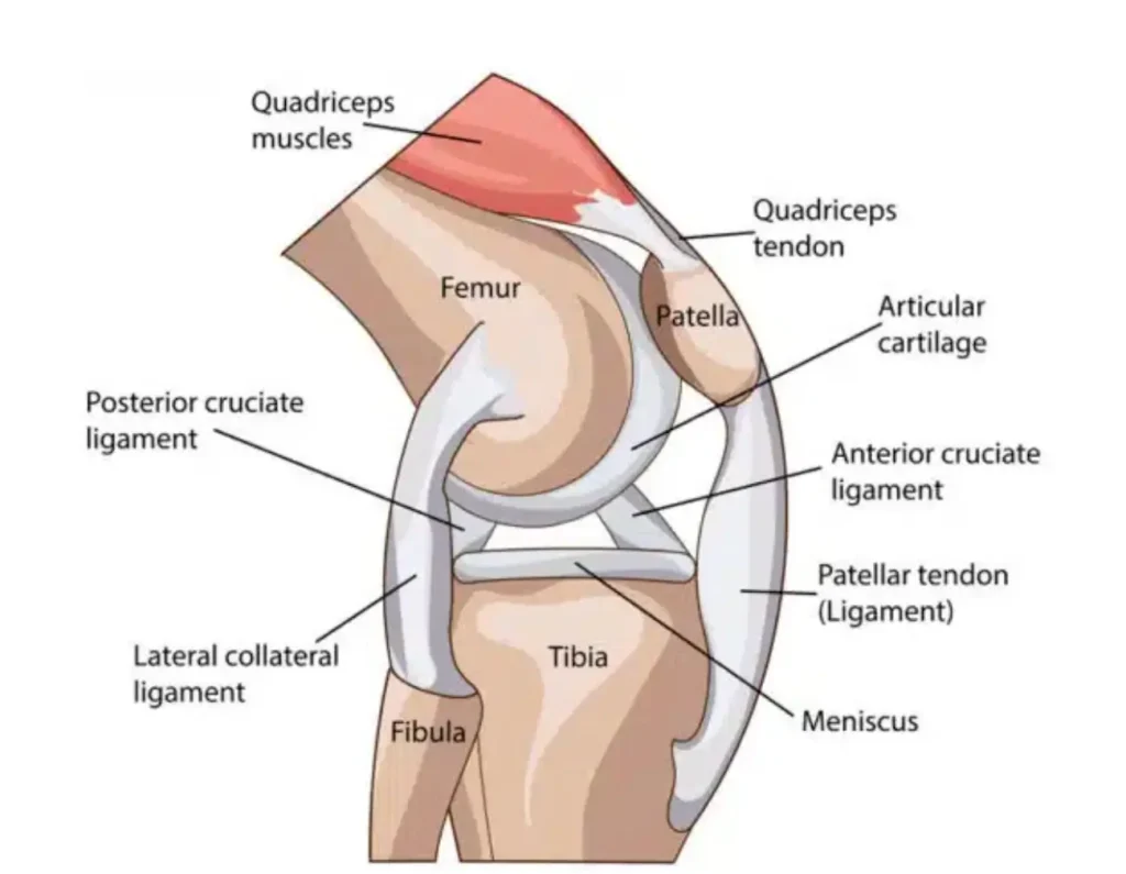 knee-structure-for-kneepads